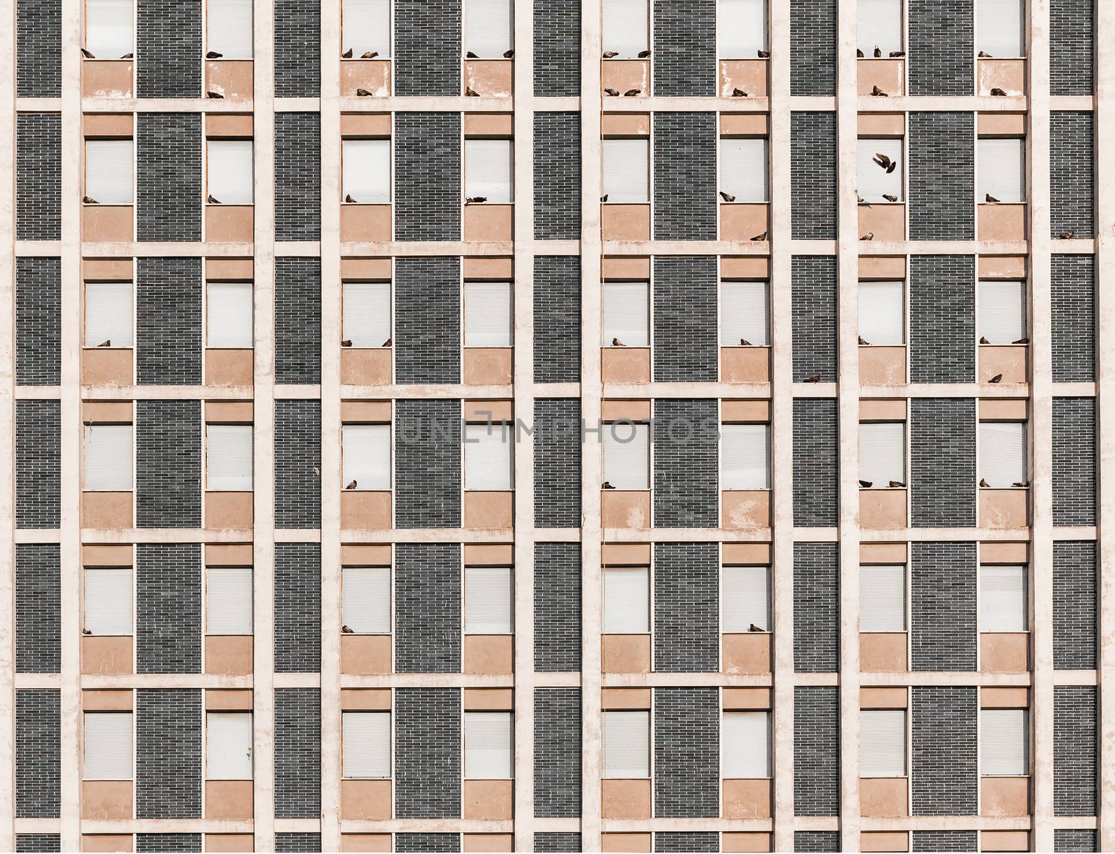 Background of vintage residential building windows invaded by pigeon
