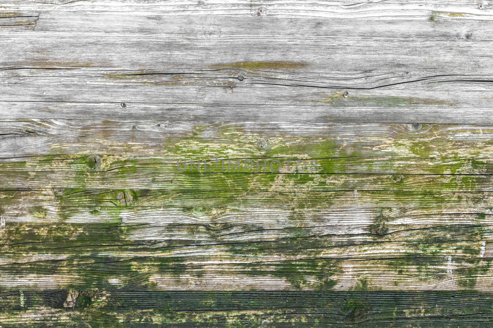 Wood texture with moss and mold by germanopoli