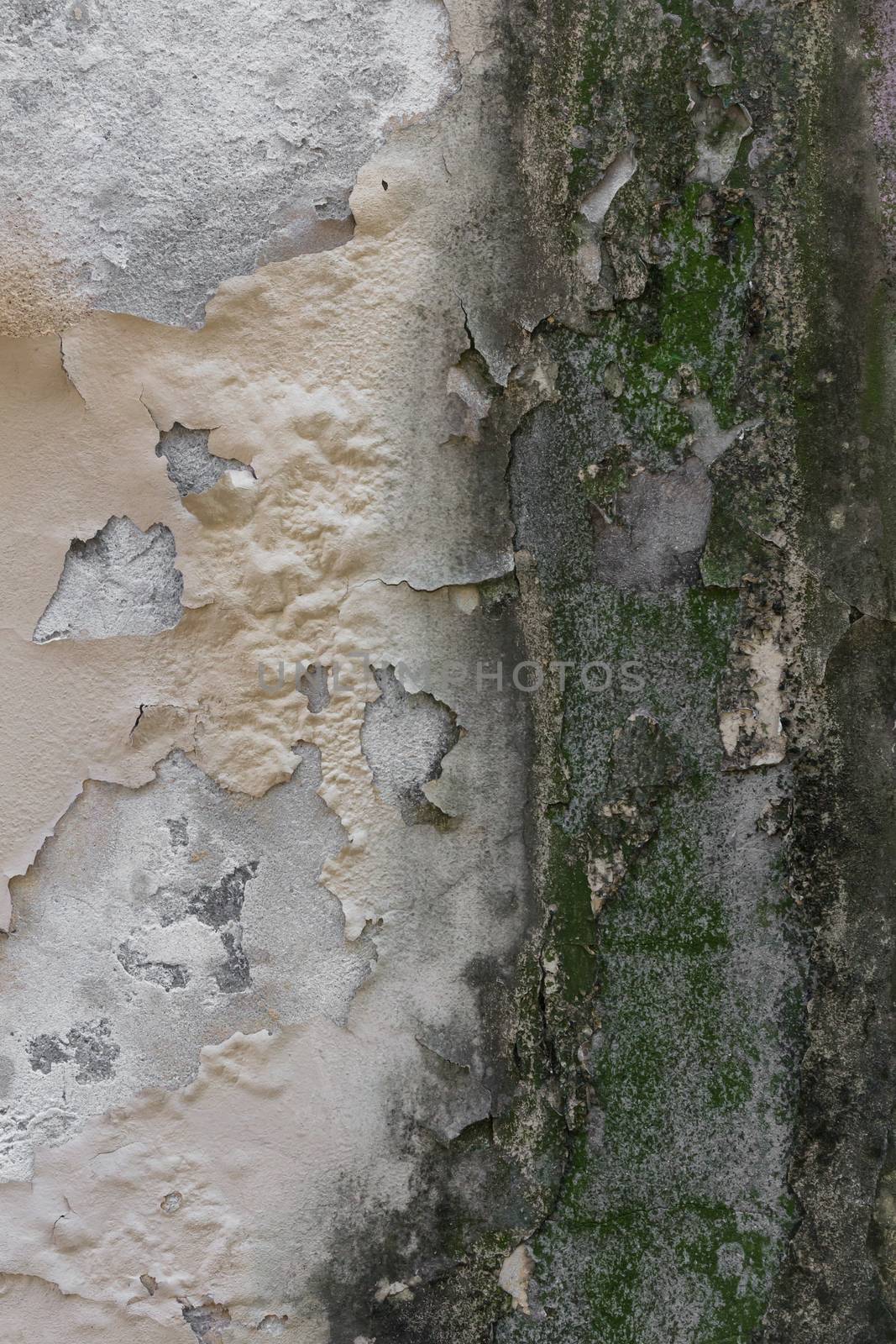 Old peeling wall, with fungi and mold by germanopoli