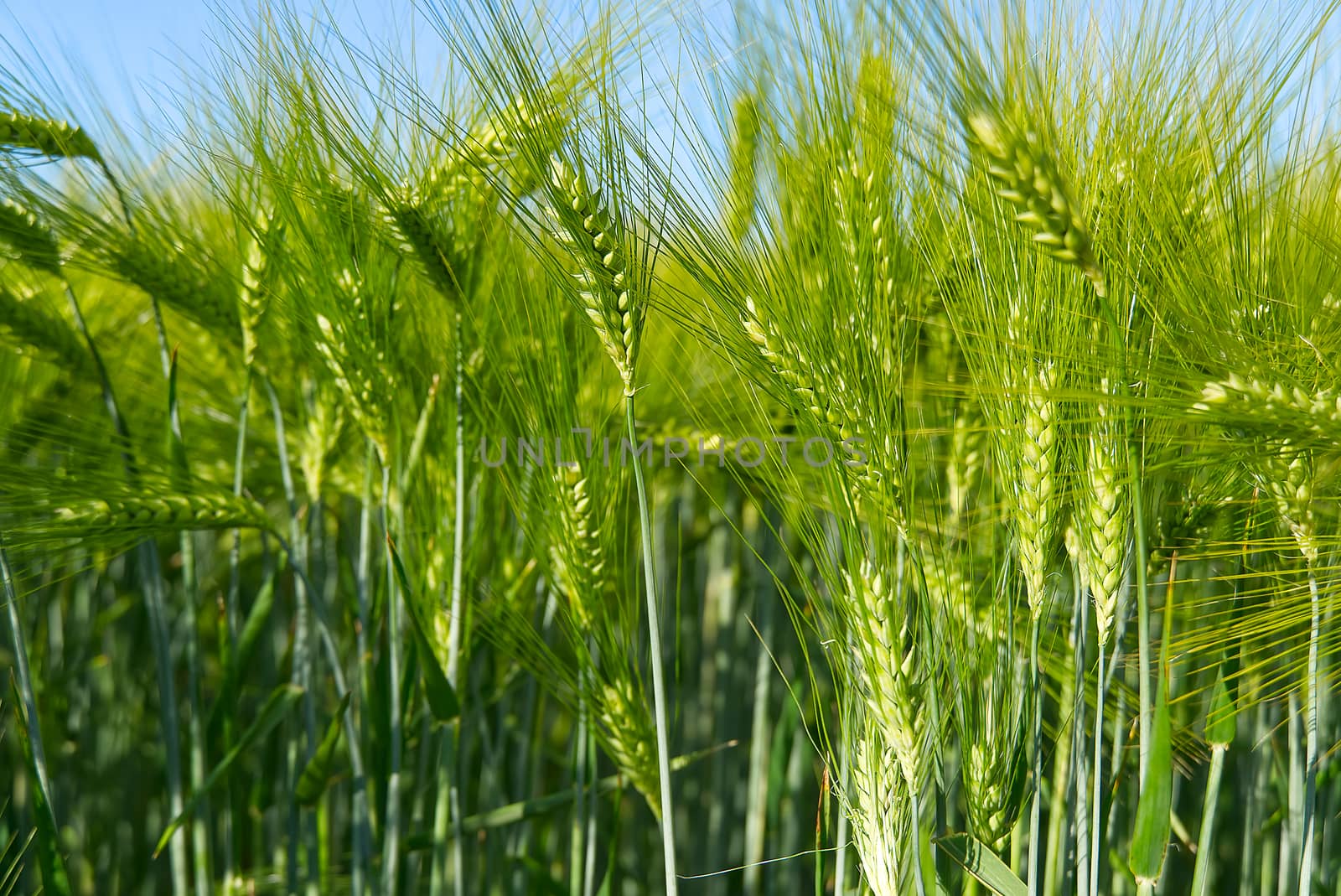 Organic field of green wheat close up