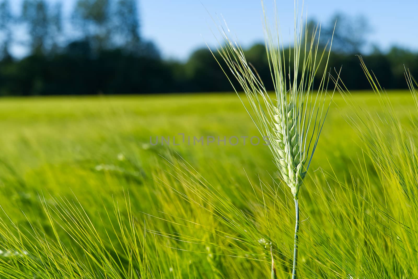Organic field of green wheat close up. selective focus. by PhotoTime