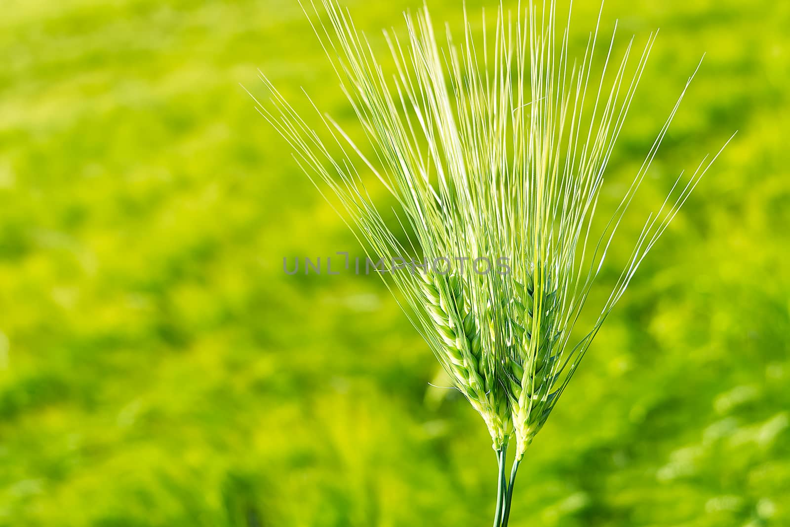 Organic field of green wheat close up. selective focus