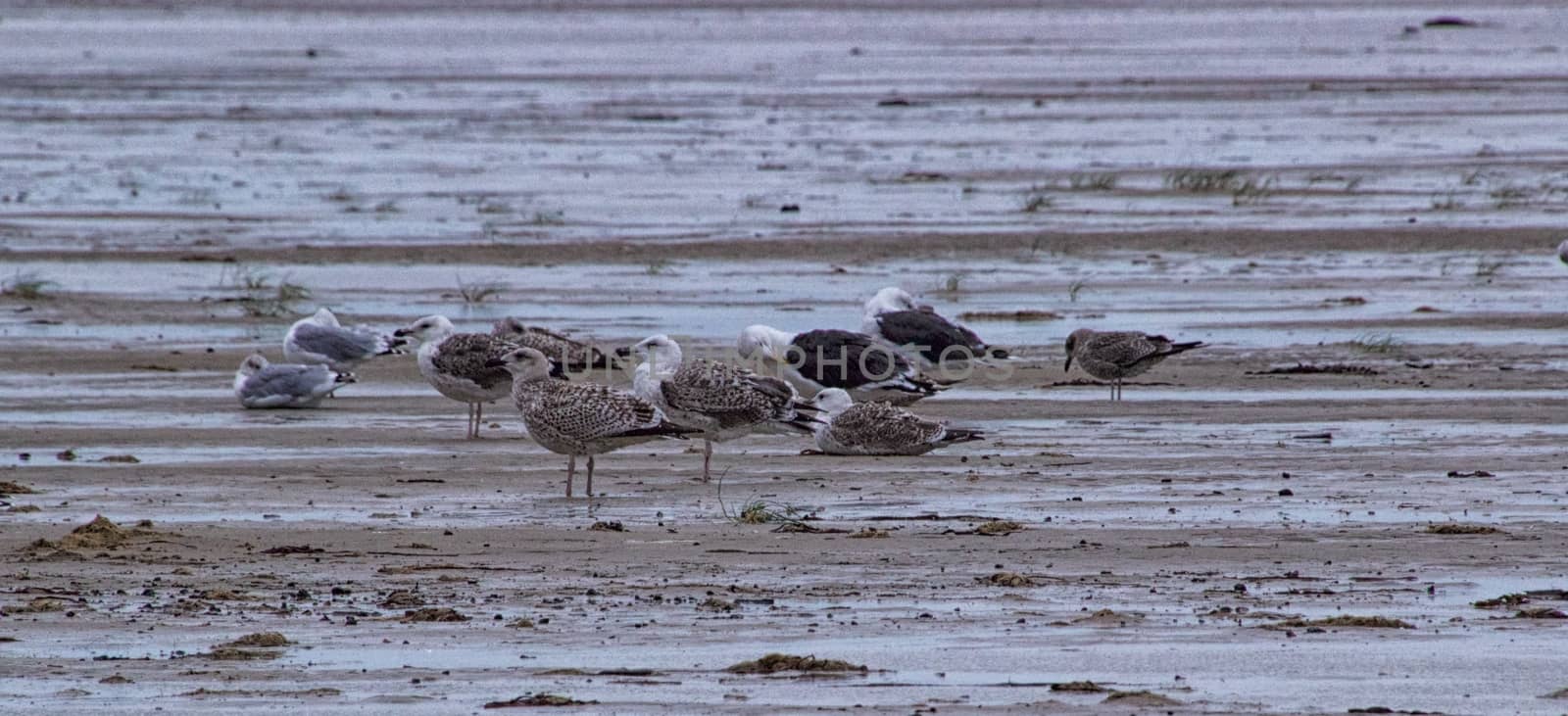 Seagulls walking on the beach on a winter day