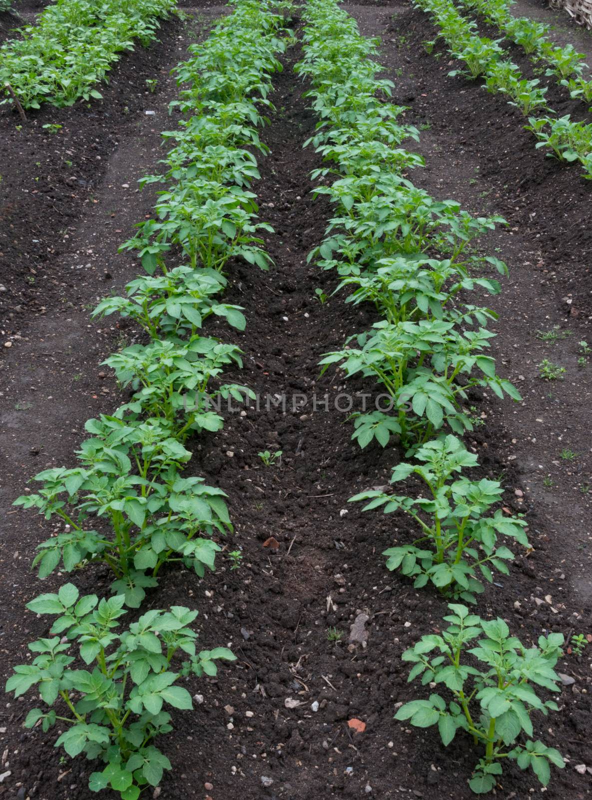 Potato Plants on an Allotment by TimAwe