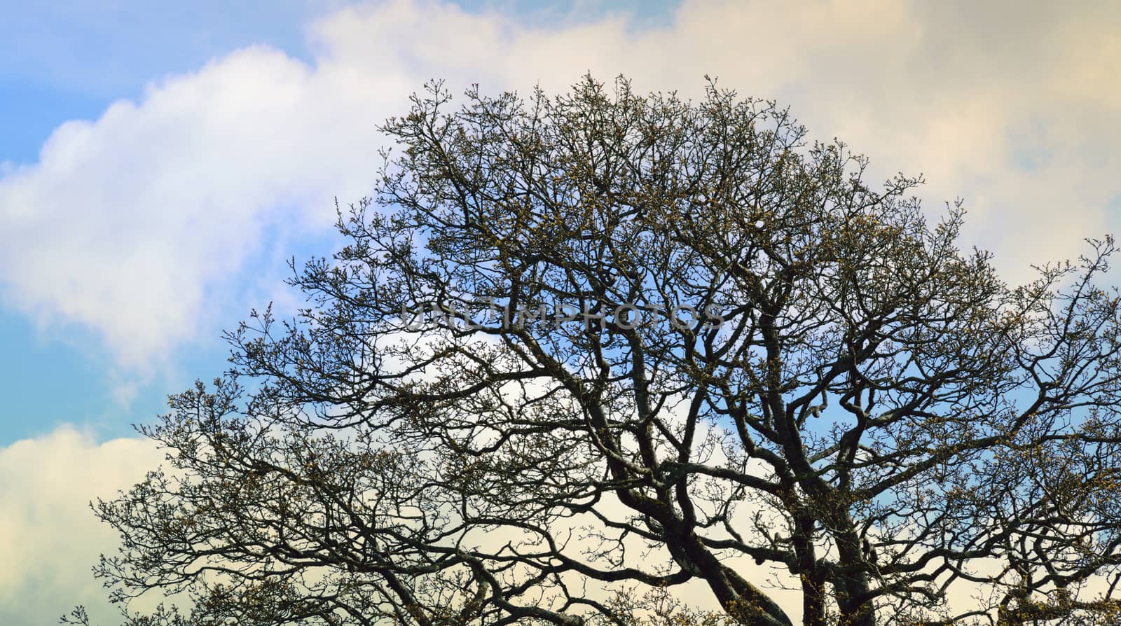 Both Panoramic and some more detailed images of beautiful country scenes.