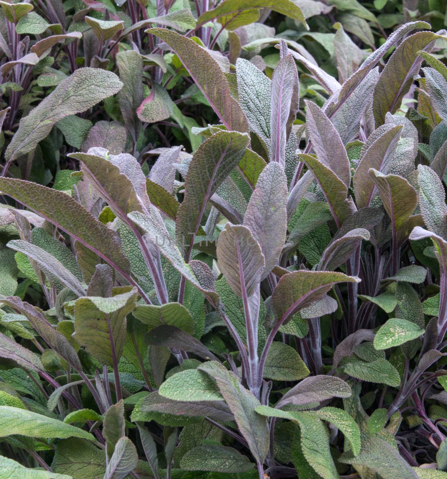 Purple Sage - culinary herb growing