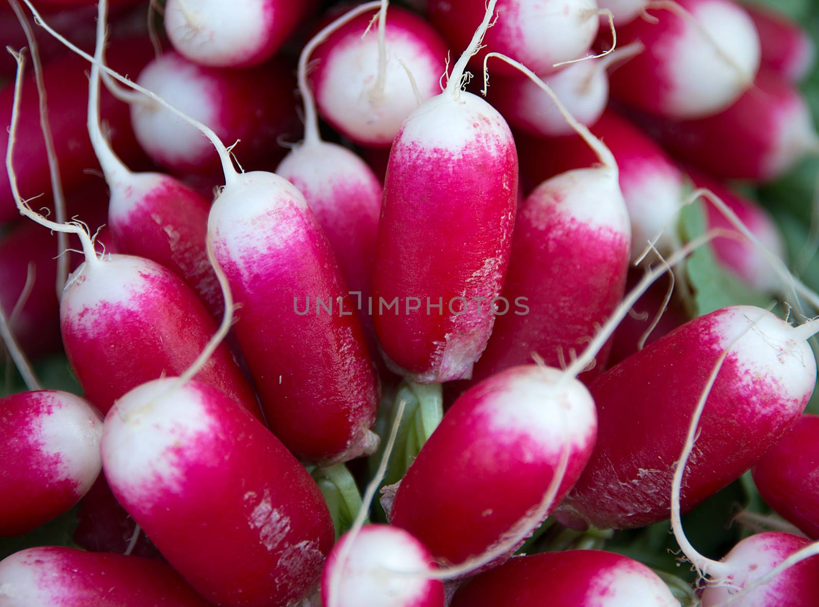 Radishes