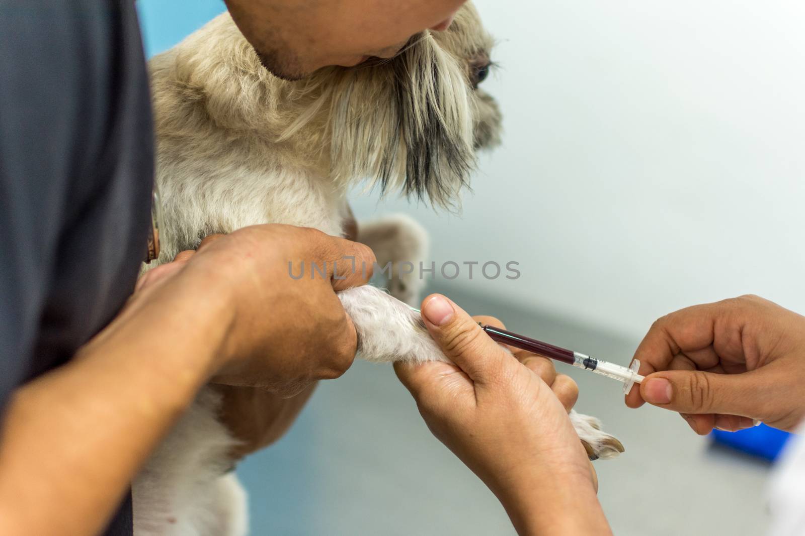 Dog get vaccinated against by PongMoji