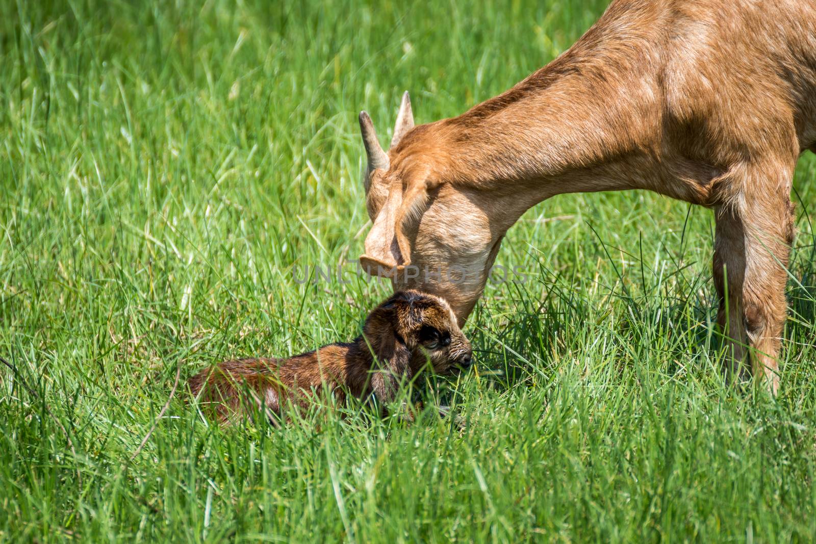 Goat baby a newborn attempt to stand get a help and take care from mother goat with love in a farm