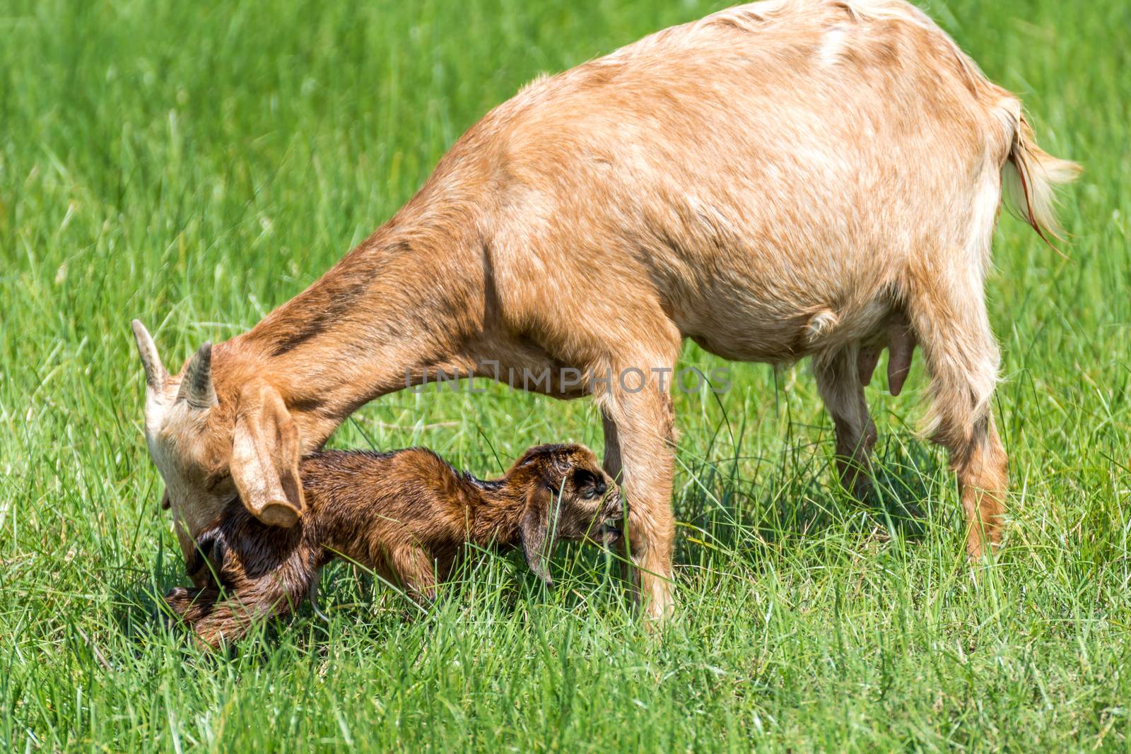 Goat baby a newborn attempt to stand get a help and take care from mother goat with love in a farm