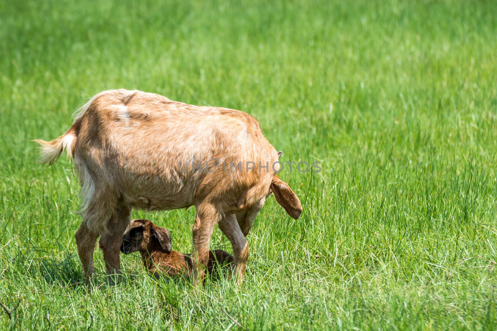 Goat baby a newborn attempt to stand get a help and take care from mother goat with love in a farm