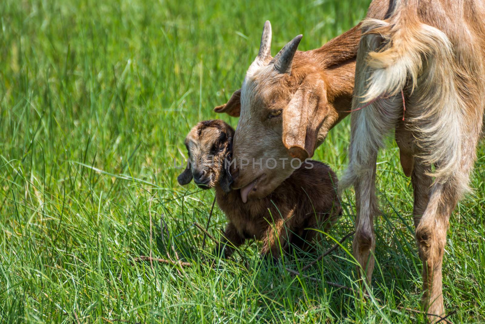 Goat baby a newborn and mother goat by PongMoji