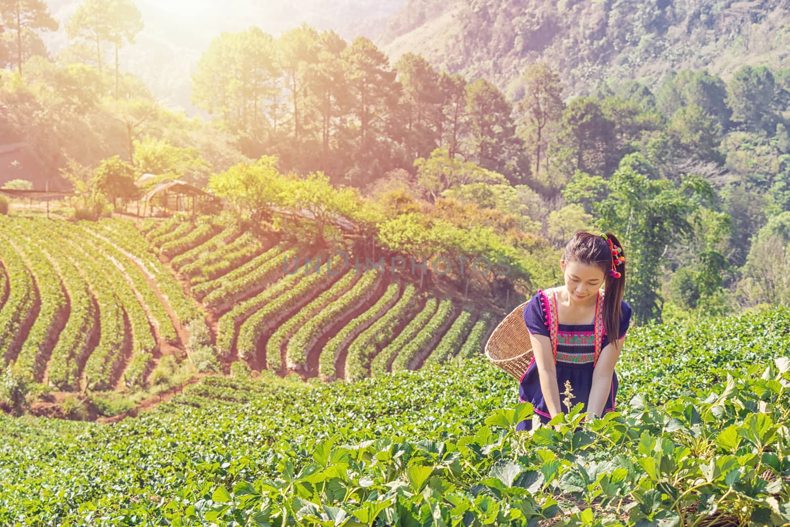 Young Tribal Asian women from Thailand picking tea leaves with smiling face on tea field plantation in the morning at doi ang khang national park , Chiang Mai, Thailand. Beautiful Asia female model by asiandelight