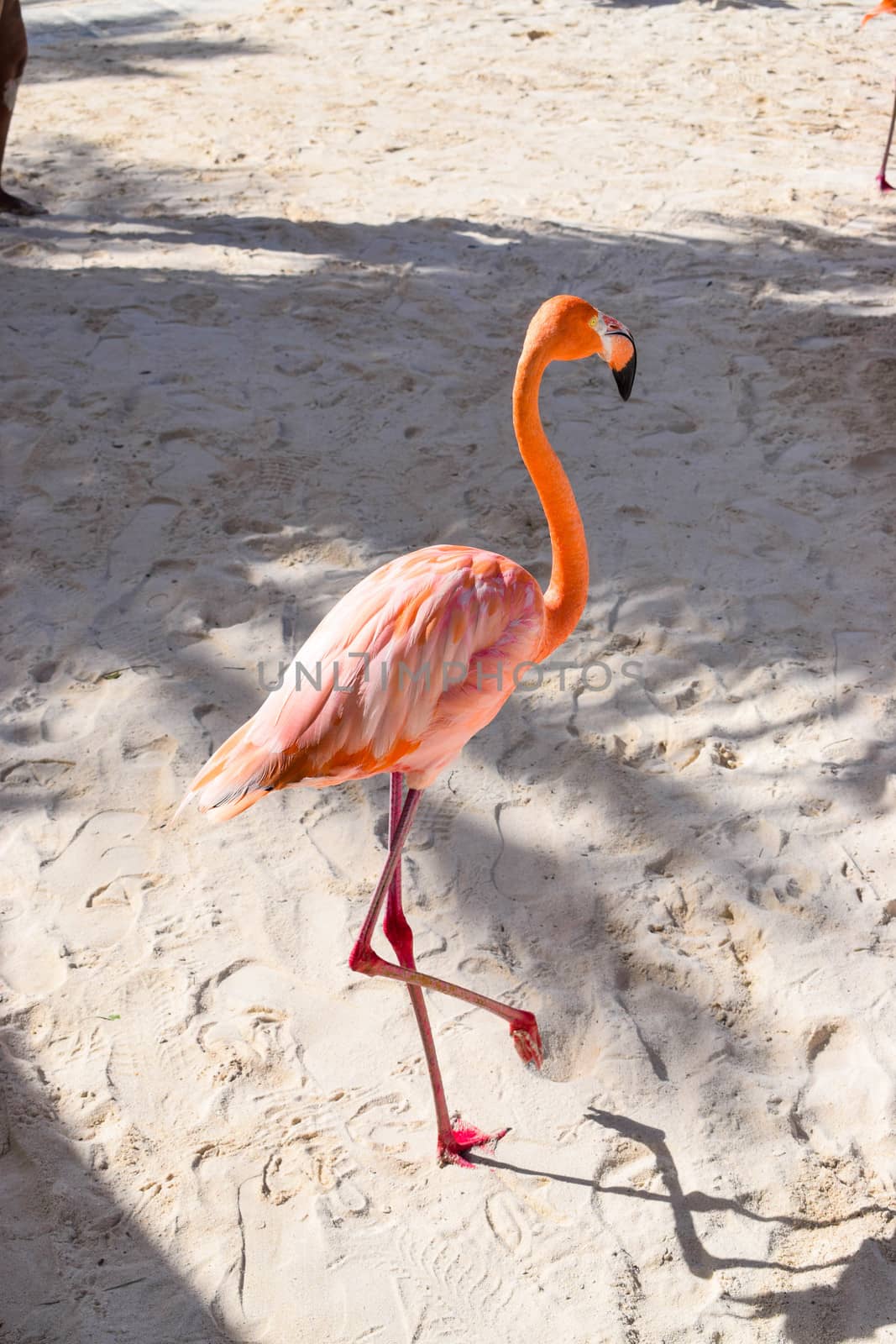 Aruba, Renaissance Island, Caribbean Sea. Sunny beach with white sand, coconut palm trees and turquoise sea. Summer vacation, tropical beach and pink flamingos by matteobartolini