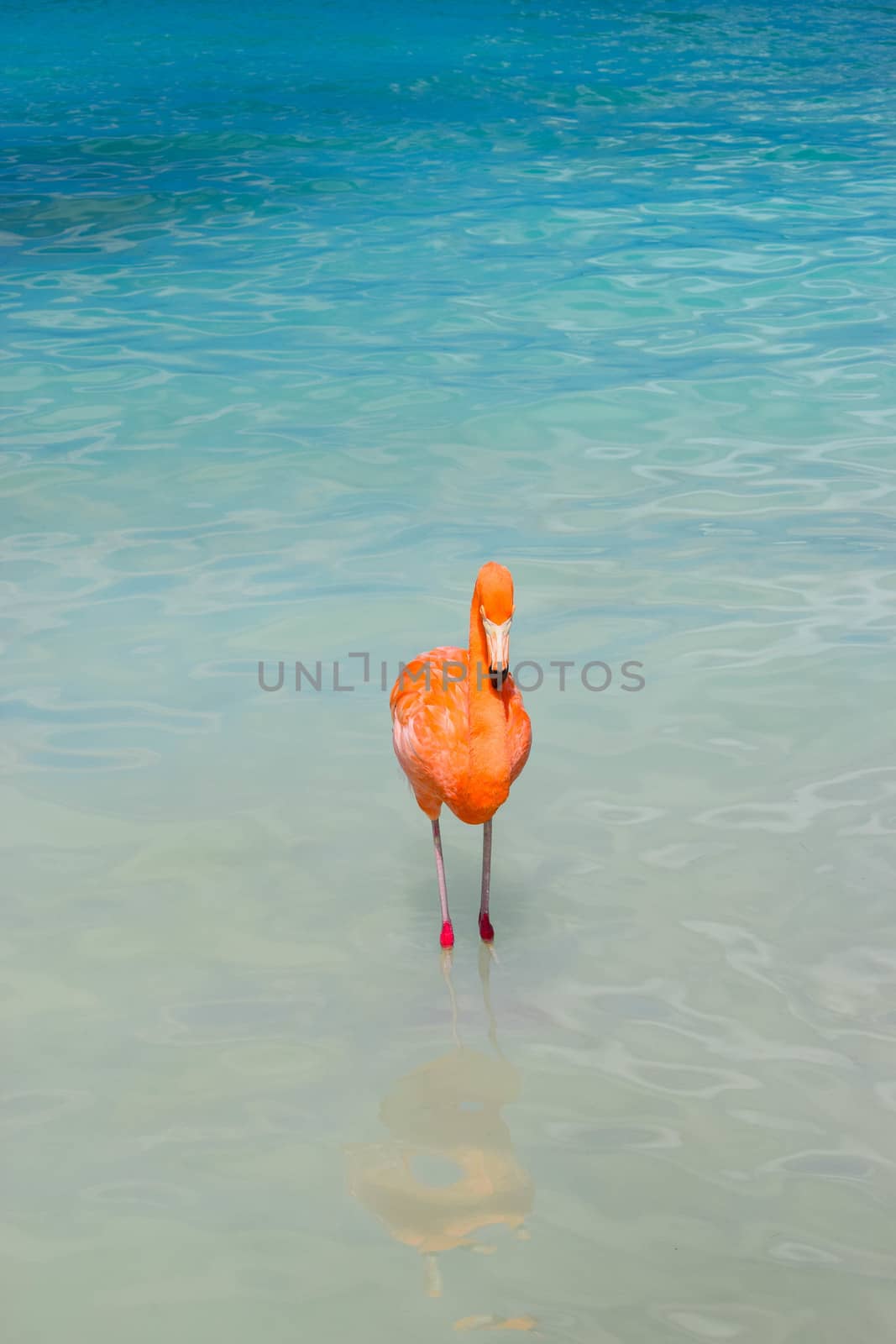 Aruba, Renaissance Island, Caribbean Sea. Sunny beach with white sand, coconut palm trees and turquoise sea. Summer vacation, tropical beach and pink flamingos