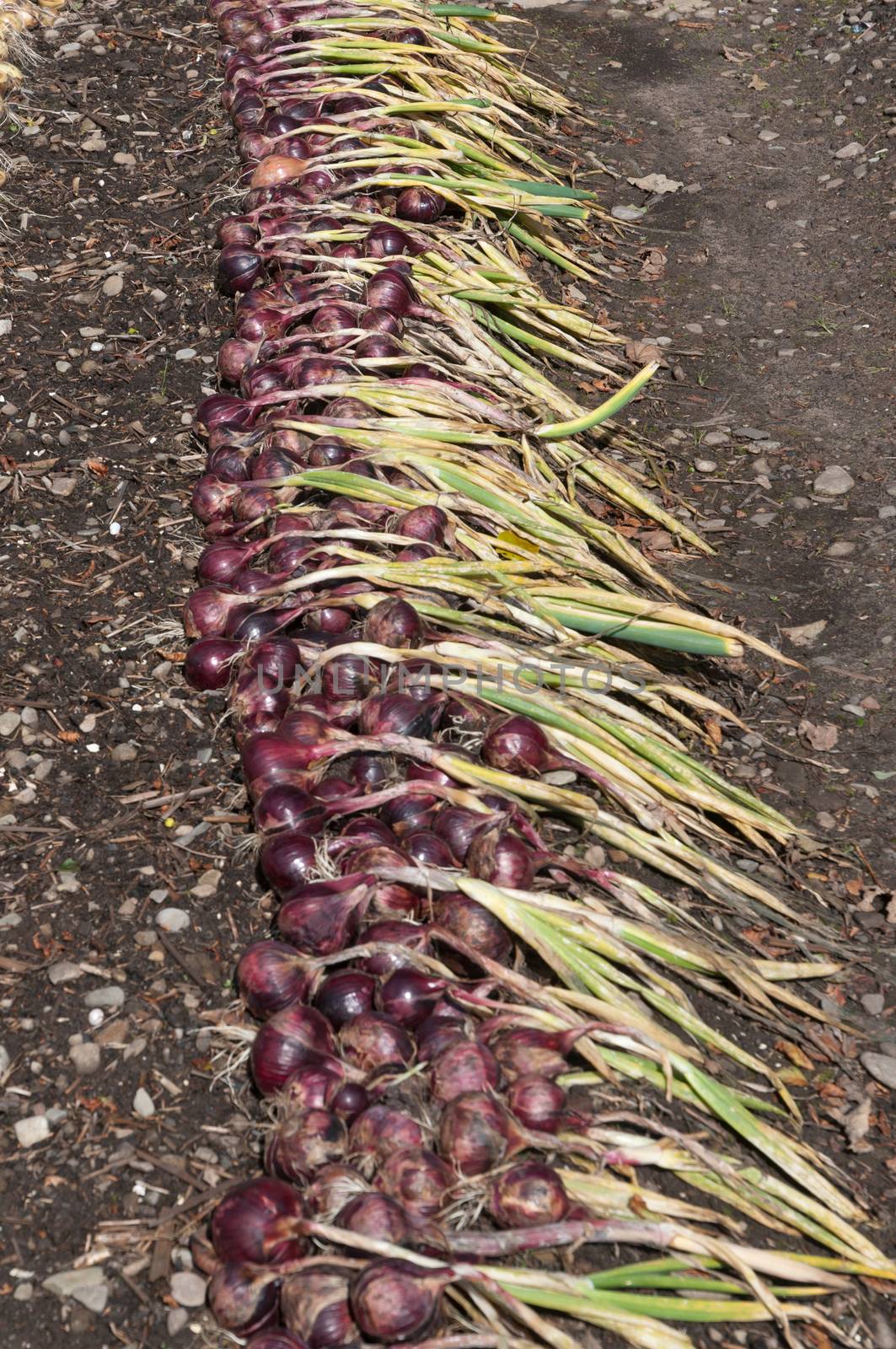 Red Onions Drying