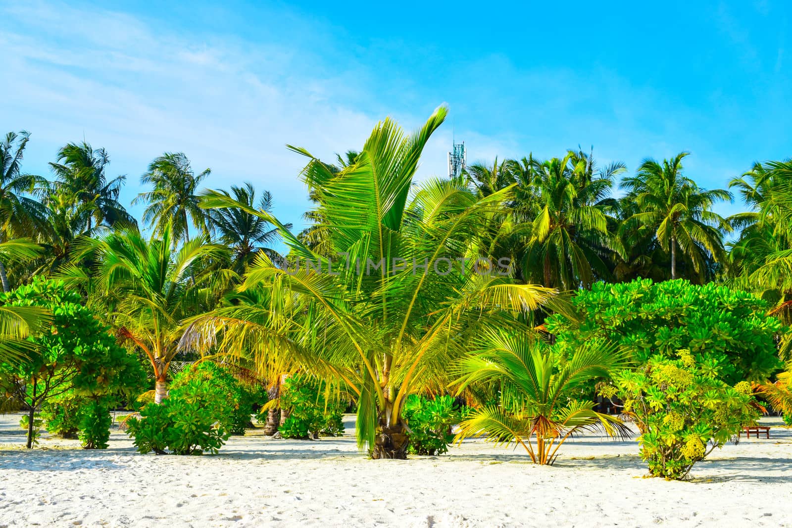 Sunny beach with white sand, coconut palm trees and turquoise sea. Summer vacation and tropical beach concept. Overwater at Maldive Island resort.