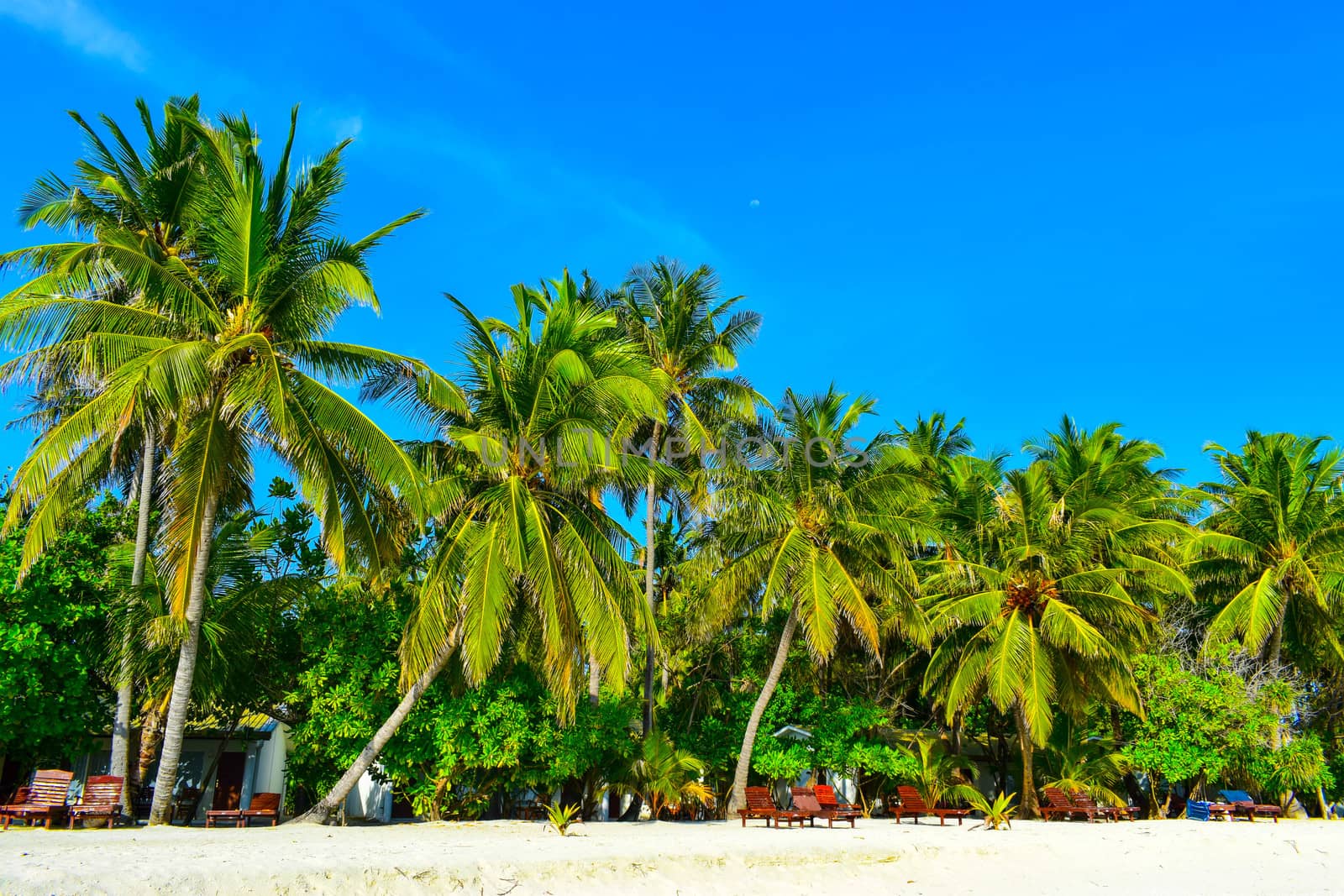 Sunny beach with white sand, coconut palm trees and turquoise sea. Summer vacation and tropical beach concept. Overwater at Maldive Island resort.