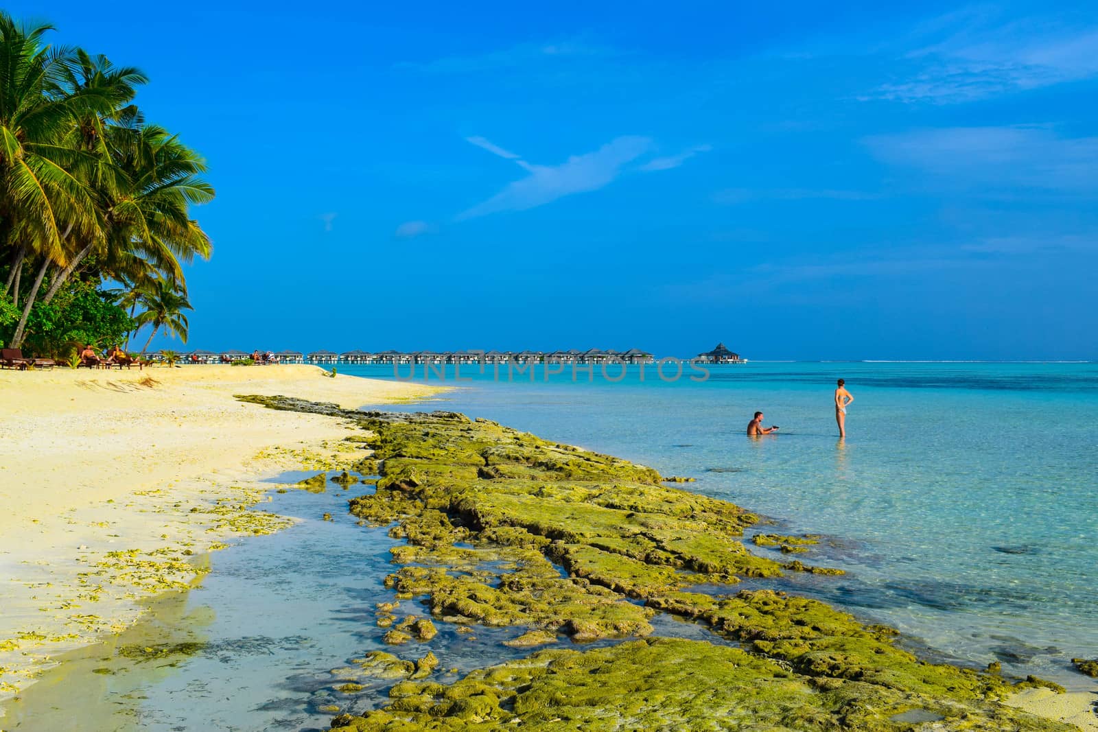 Sunny beach with white sand, coconut palm trees and turquoise sea. Summer vacation and tropical beach concept. Overwater at Maldive Island resort.