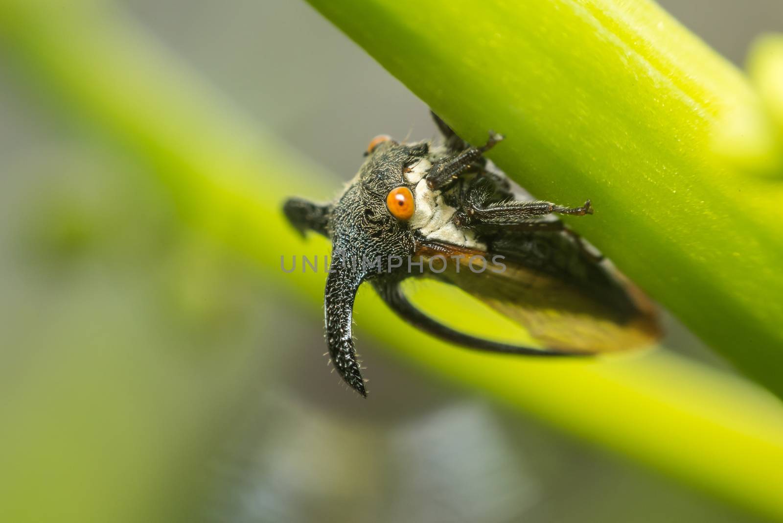 Macro of Strange treehopper is a life small bug or insect have a horn in nature
