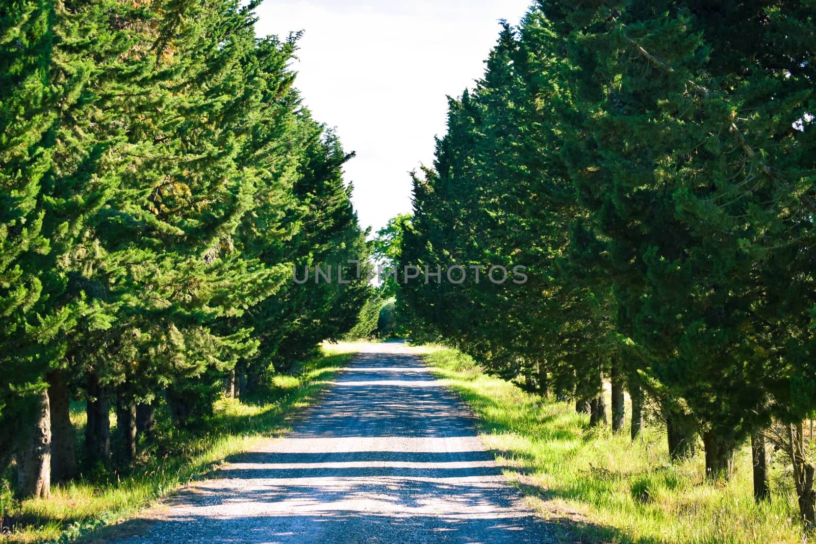 A dirt road with trees in the beautiful countryside of Peccioli in a sunny spring day, Valdera, Tuscany, Italy