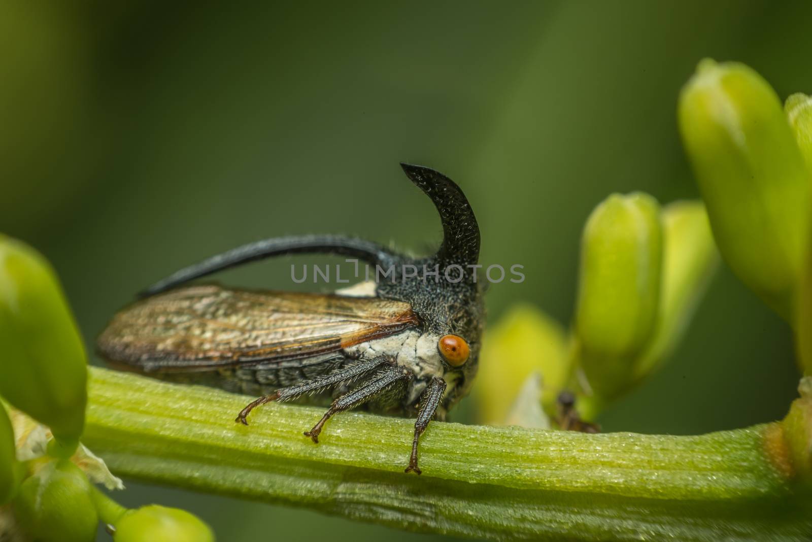 Macro of Strange treehopper is small bug in nature by PongMoji