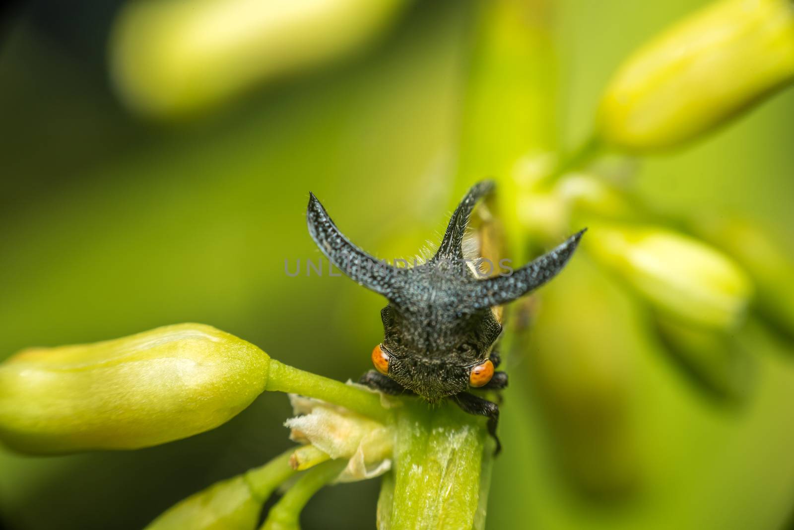 Macro of Strange treehopper is a life small bug or insect have a horn in nature