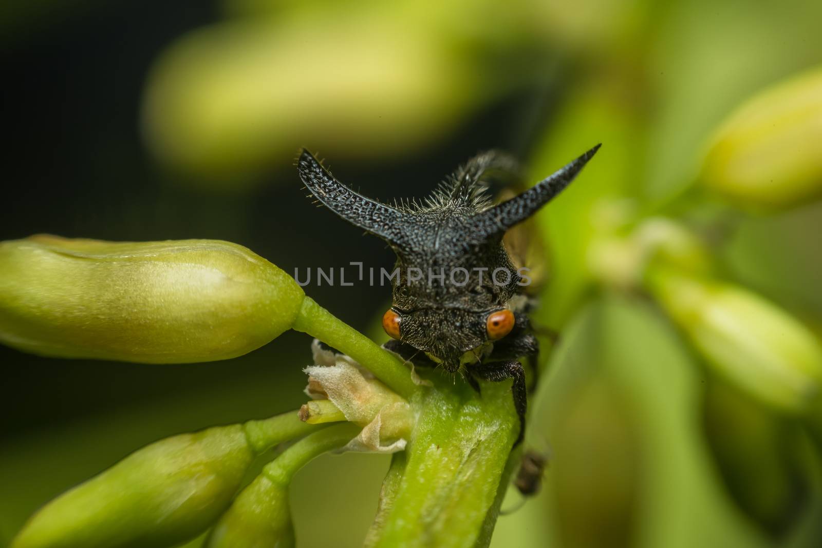 Macro of Strange treehopper is a life small bug or insect have a horn in nature