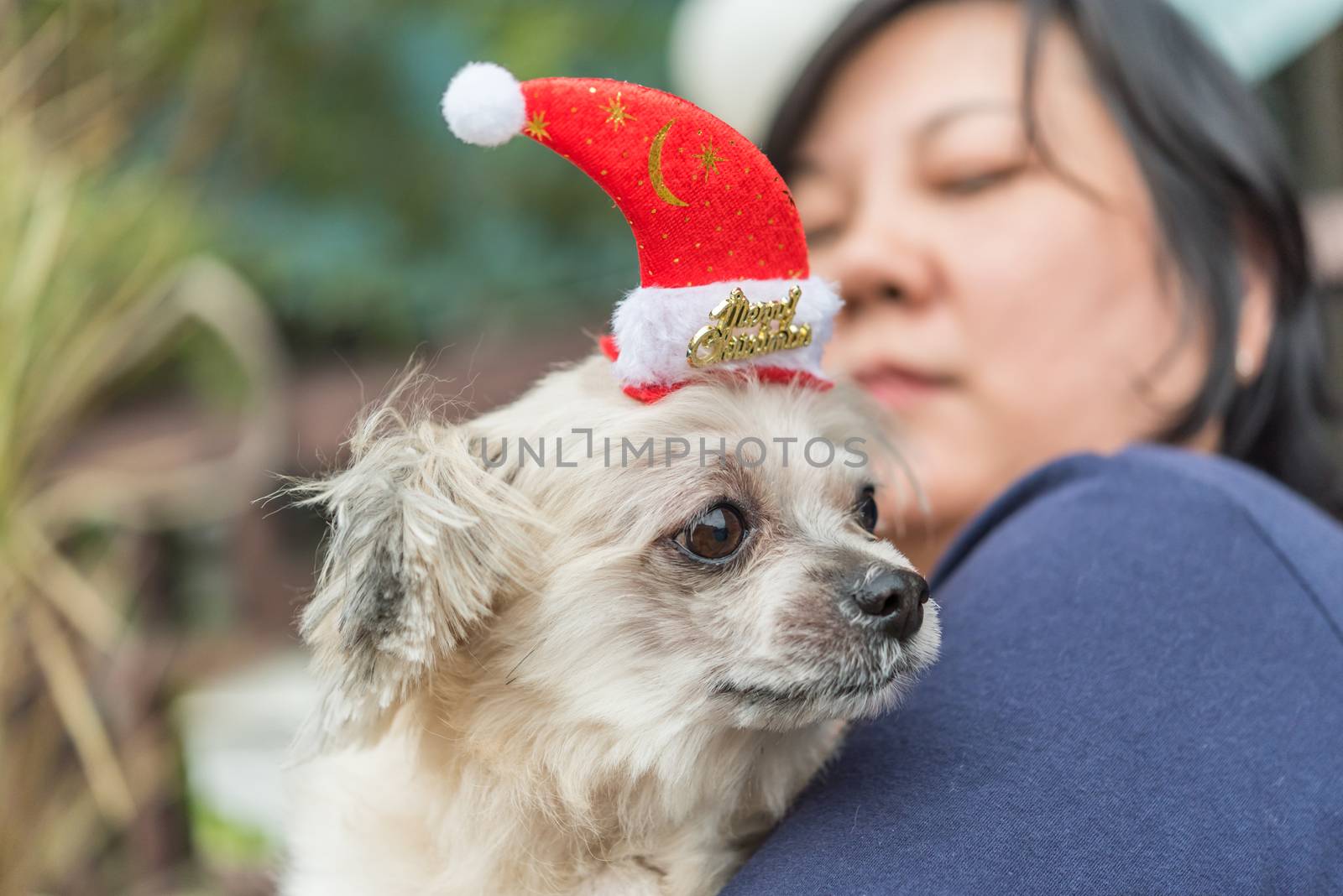 Sweet dog so cute mixed breed with Shih-Tzu, Pomeranian and Poodle looking something with santa claus hat in merry christmas and new year celebration