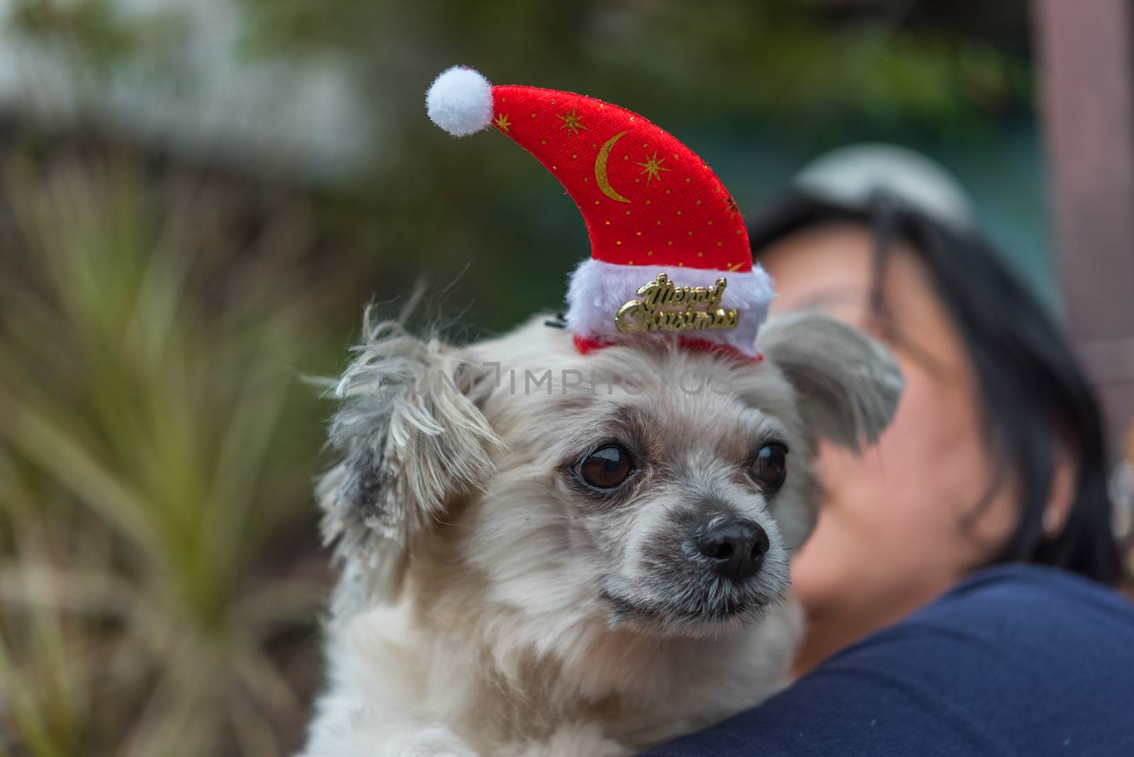 Sweet dog so cute mixed breed with Shih-Tzu, Pomeranian and Poodle looking something with santa claus hat in merry christmas and new yaer celebration