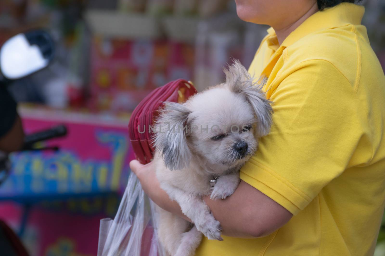 Woman hug her pet is a sleep dog so cute mixed breed with Shih-Tzu, Pomeranian and Poodle