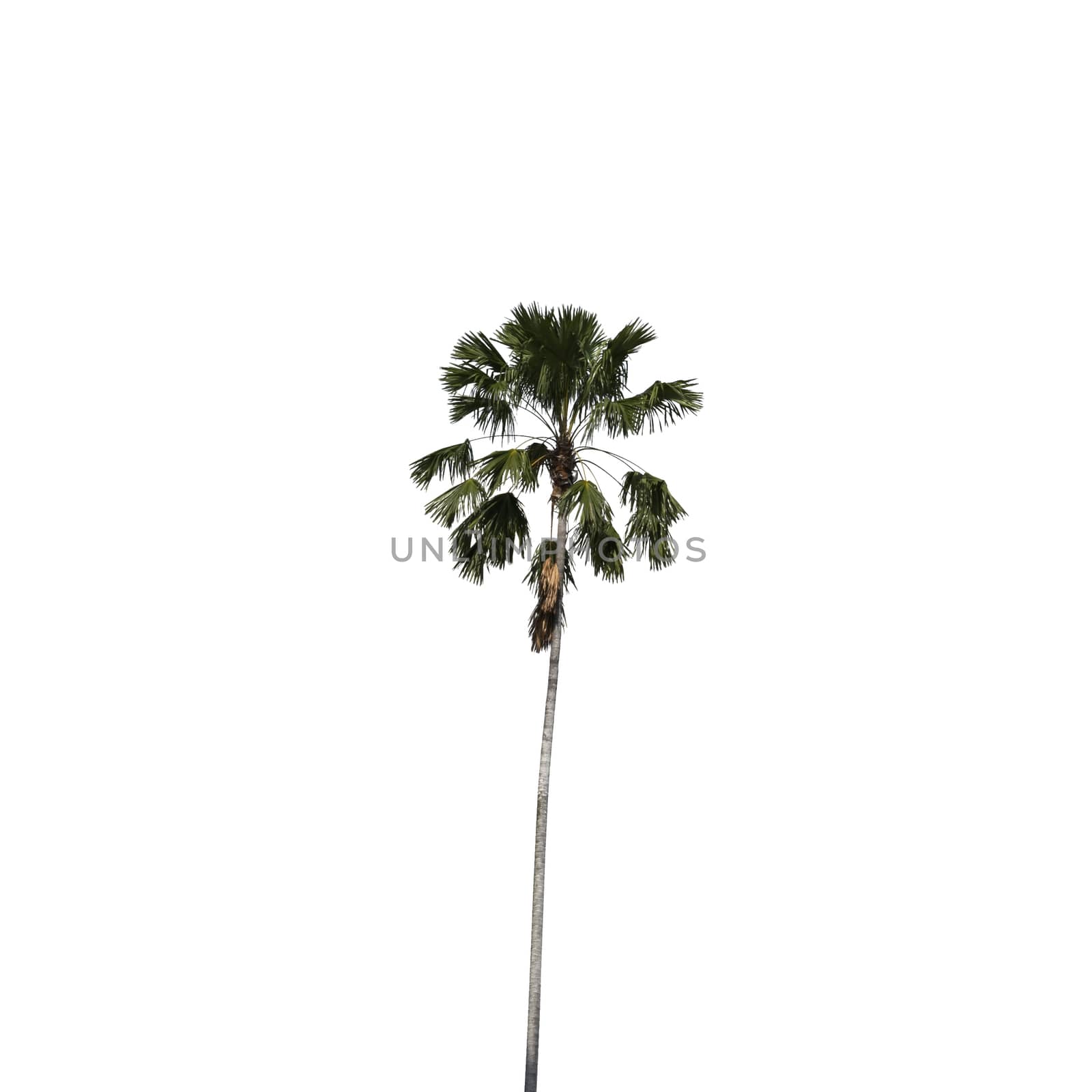 Betel palm isolated clipping path by PongMoji