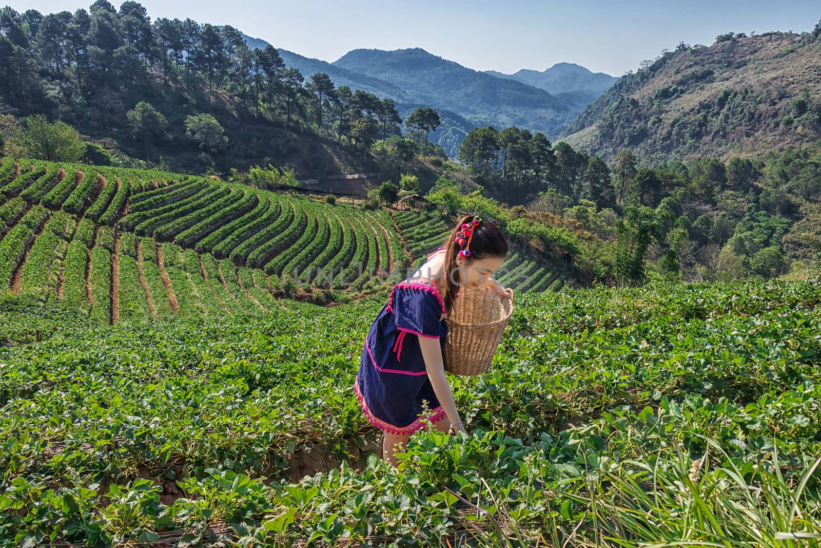 Young Tribal Asian women from Thailand picking tea leaves with smiling face on tea field plantation in the morning at doi ang khang national park , Chiang Mai, Thailand. Beautiful Asia female model by asiandelight