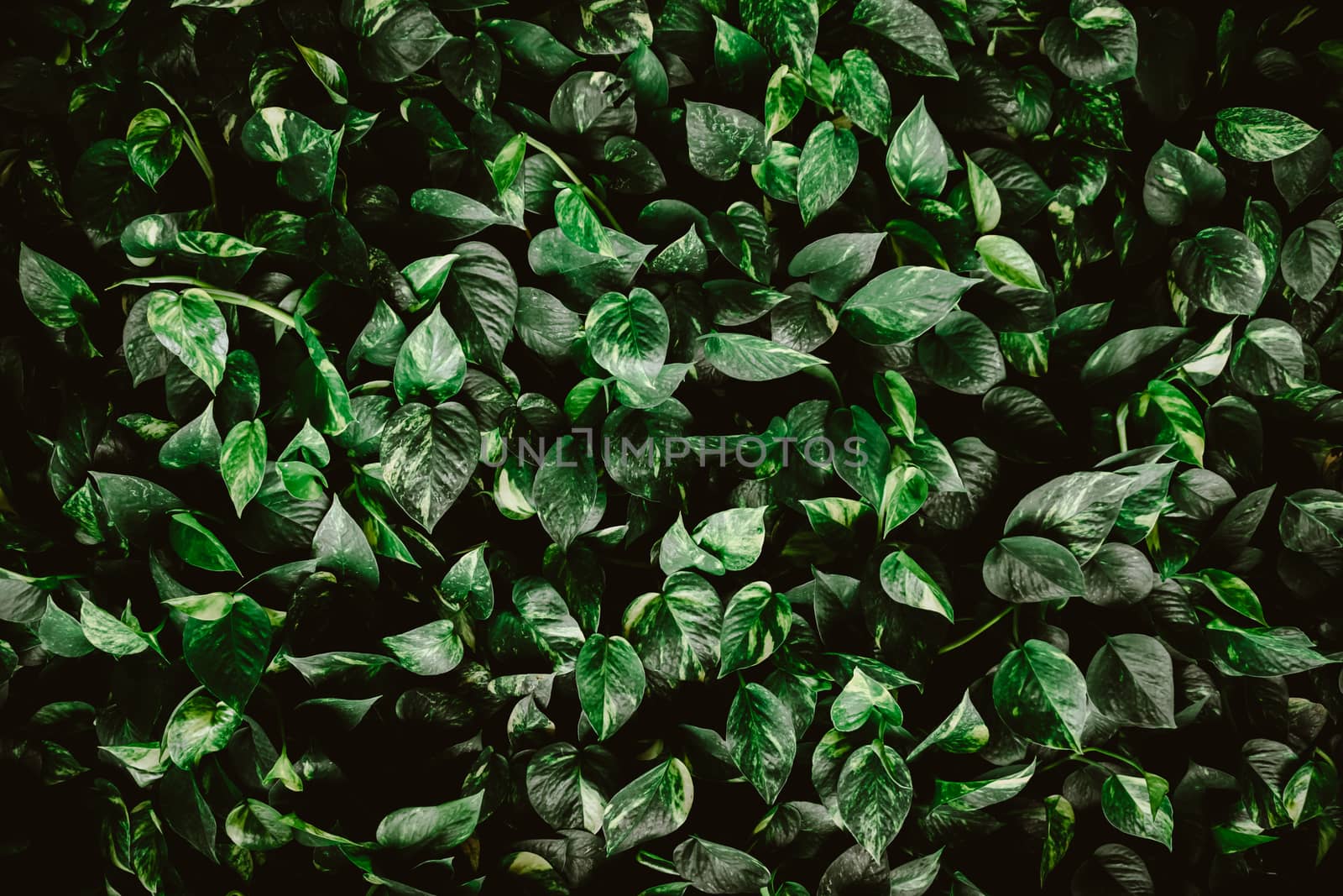 Blur closed up green leaf background. by Suwant