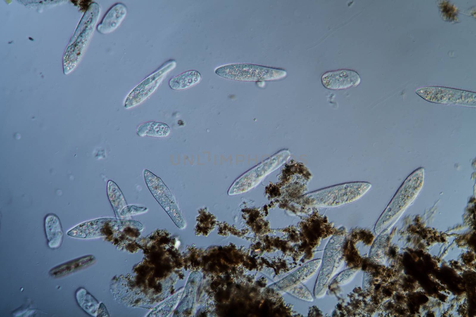 Plankton with microscopic ciliates by Dr-Lange
