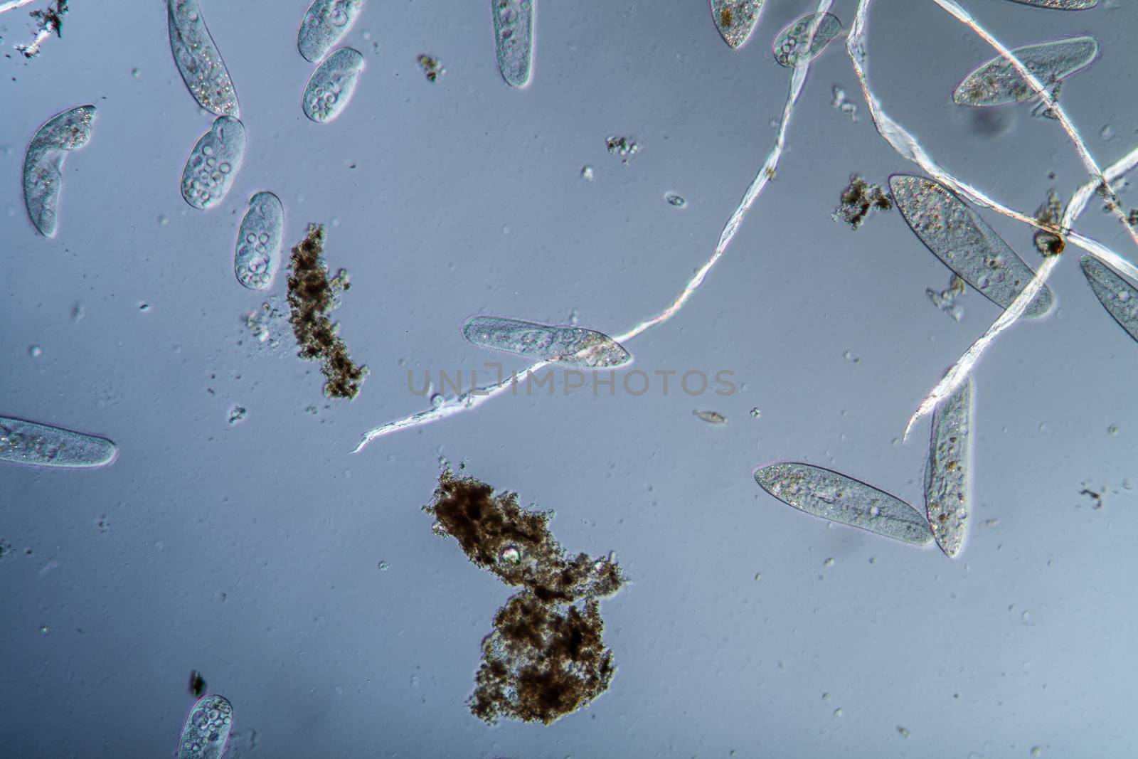 Plankton with microscopic ciliates by Dr-Lange