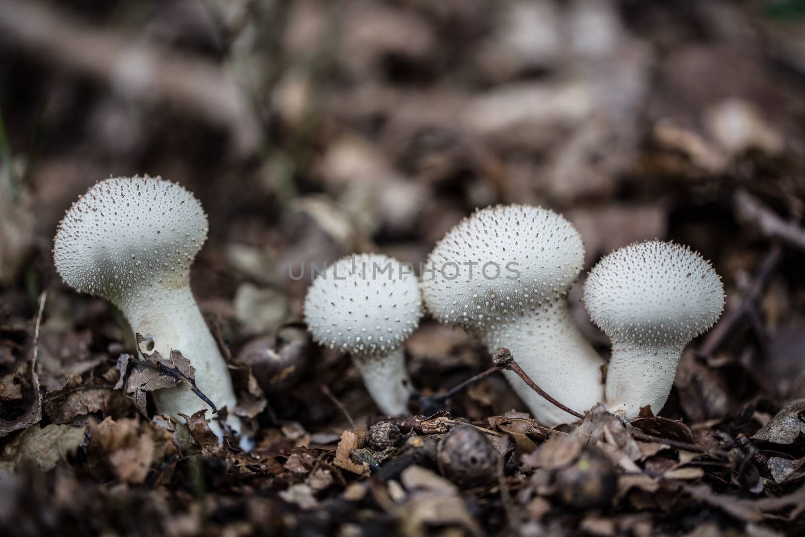 tasty edible mushroom on forest floor