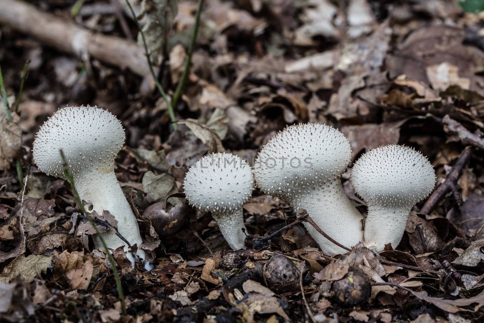 tasty edible mushroom on forest floor