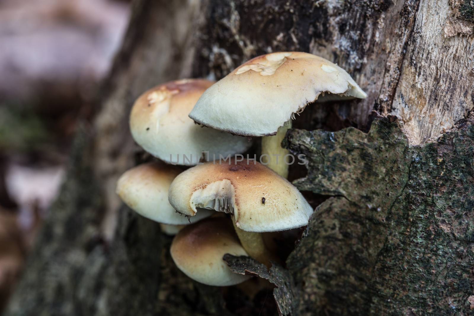 Mushrooms on dead conifer trunk by Dr-Lange