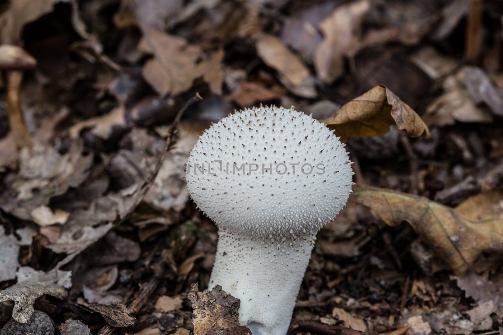 tasty edible mushroom on forest floor by Dr-Lange