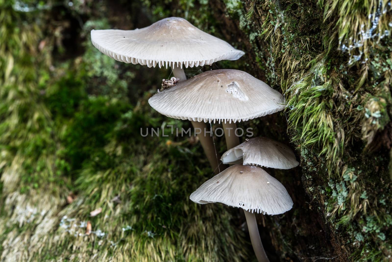 Mushrooms on dead conifer trunk