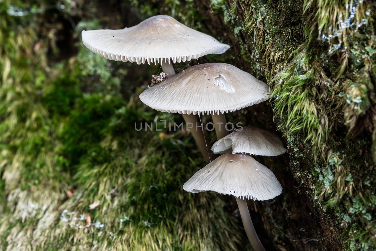 Mushrooms on dead conifer trunk