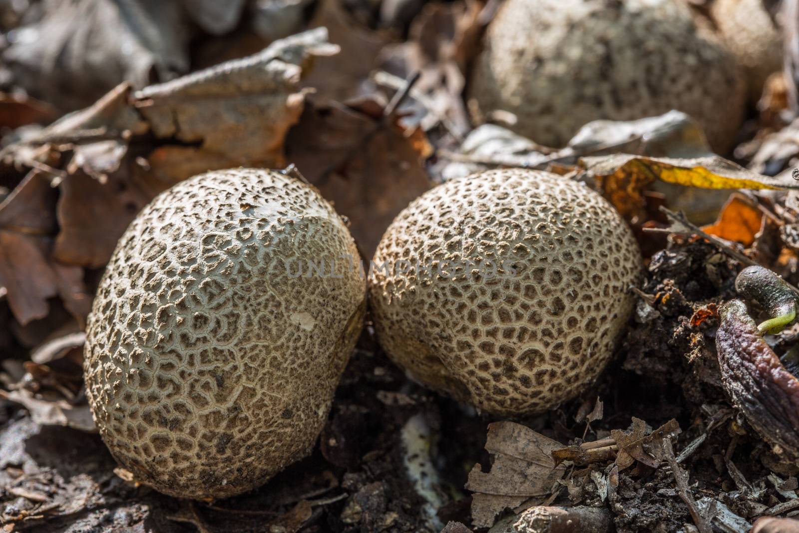 tasty edible mushroom on forest floor by Dr-Lange