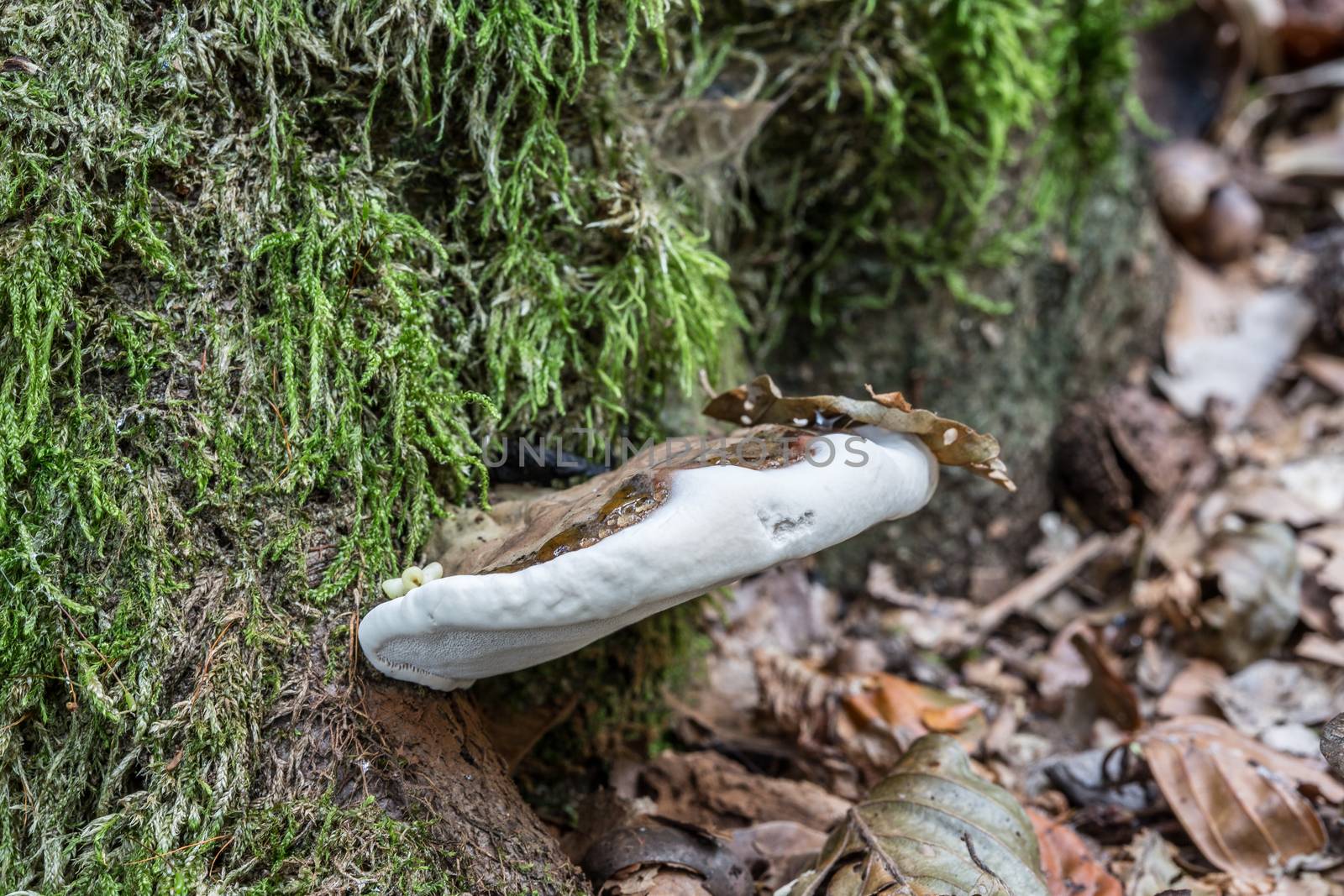 decomposed mushroom on dead tree trunk