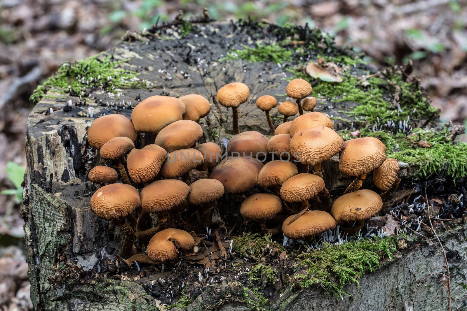 mushroom on dead tree trunk by Dr-Lange