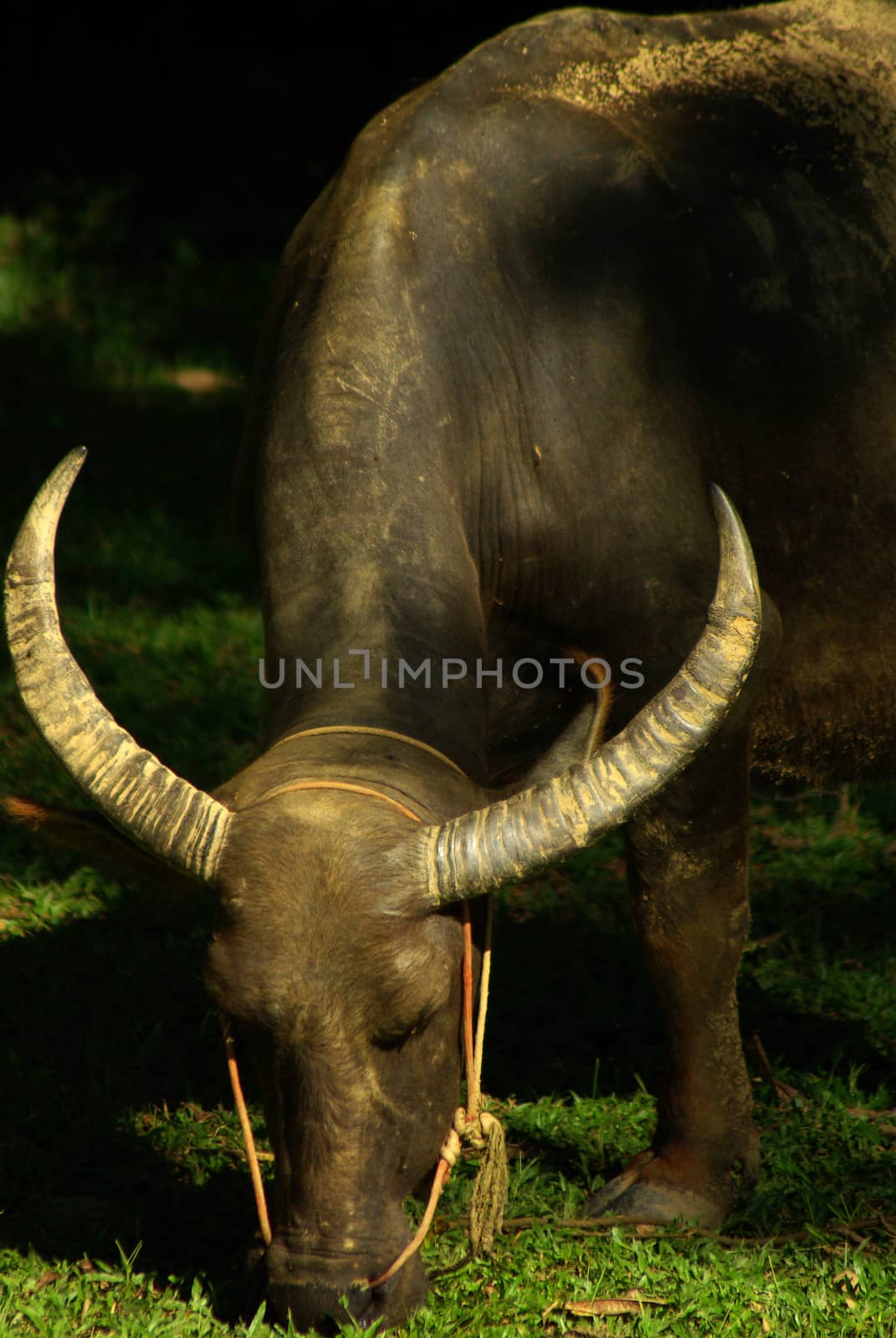 Buffalo graze by Satakorn