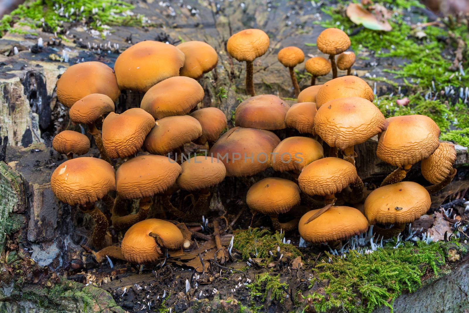 mushroom on dead tree trunk