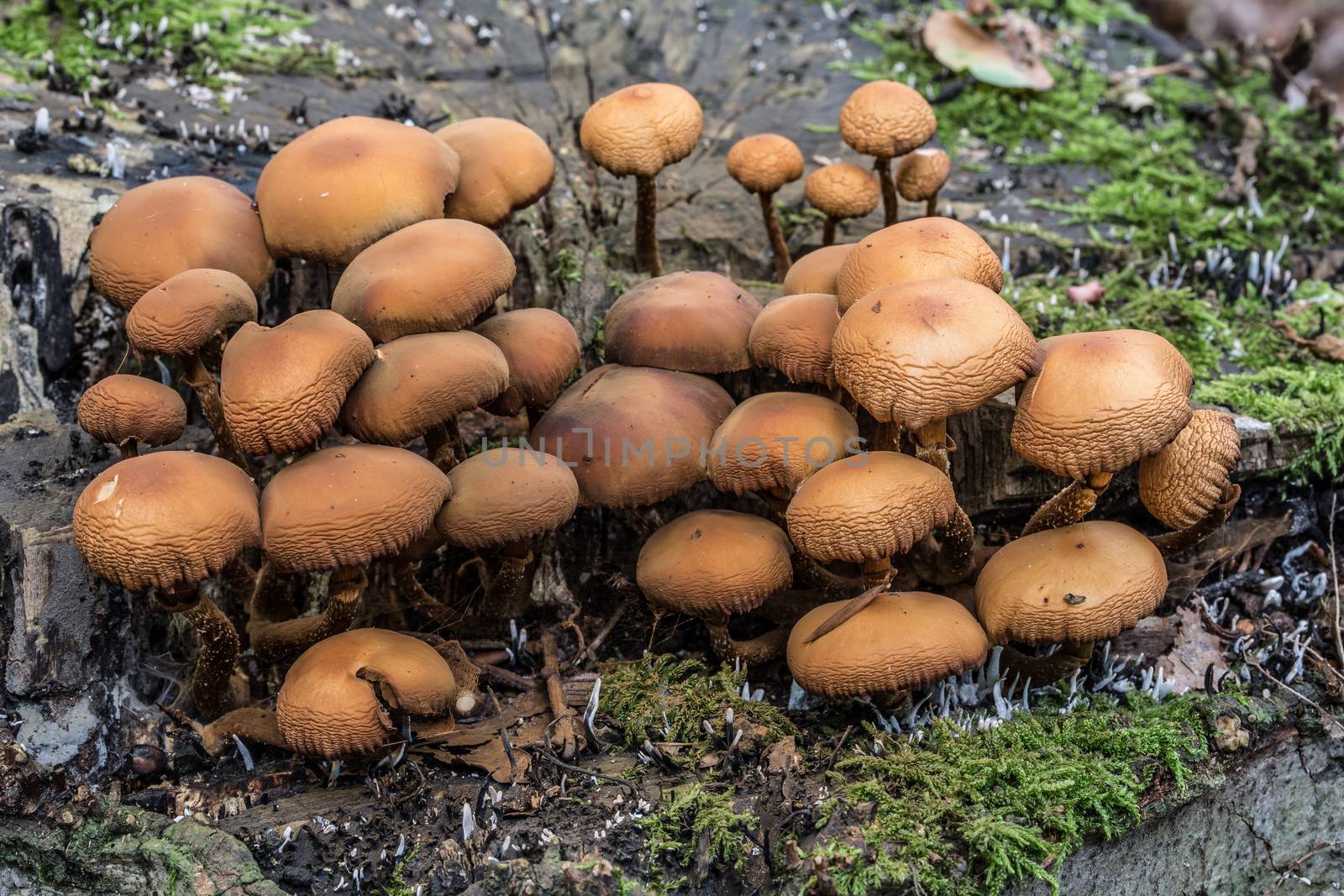 mushroom on dead tree trunk