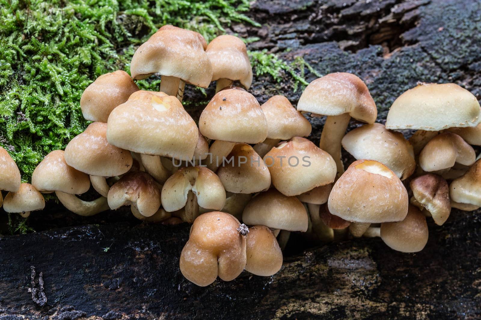 mushroom on dead tree trunk by Dr-Lange