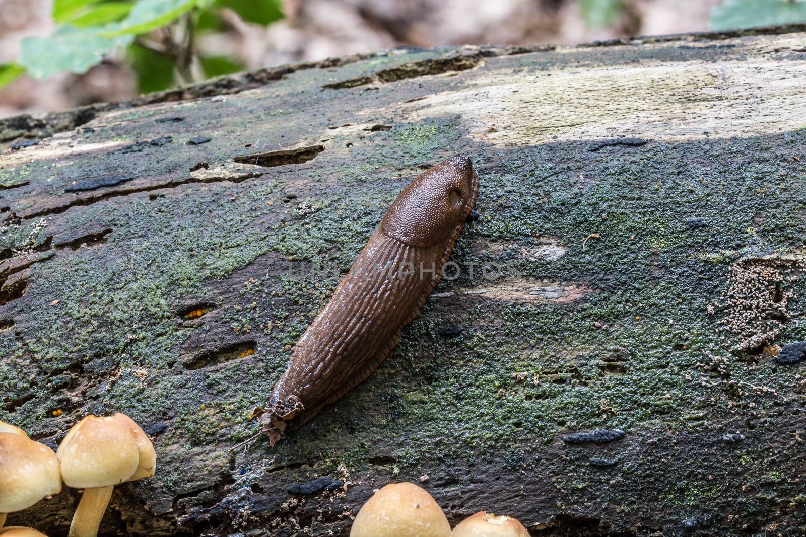 Slug crawls over a tree trunk
